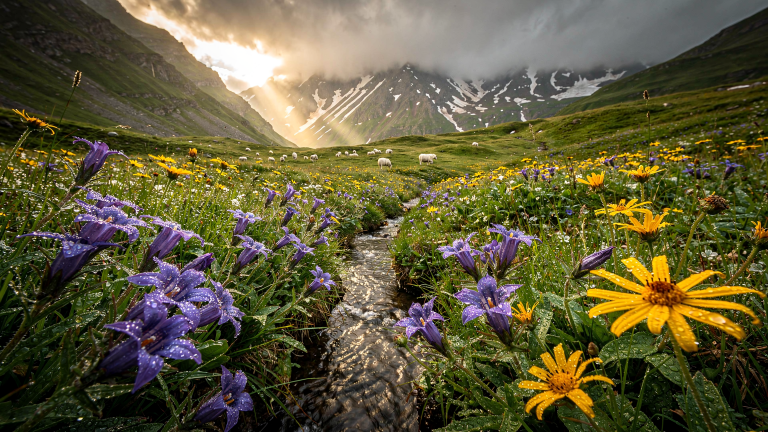 FLUX.2 Pro: Alpine Wildflower Valley