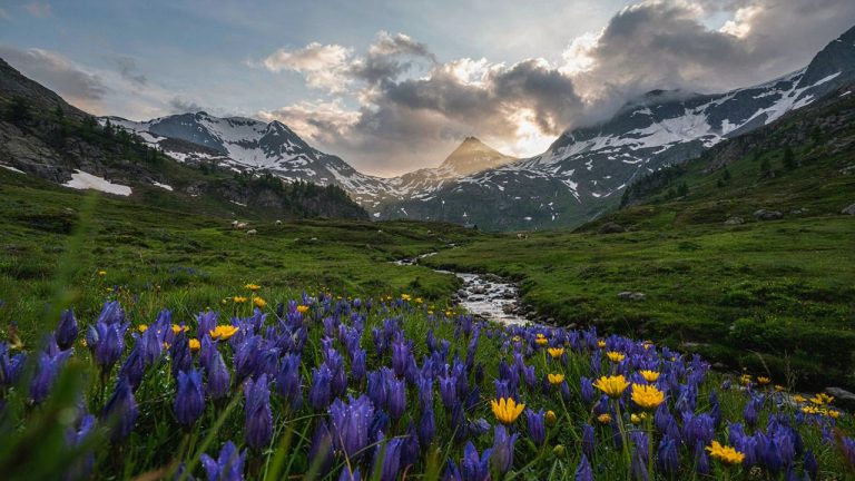 P-Image Ideogram: Alpine Wildflower Valley