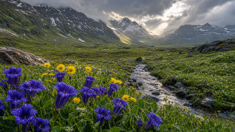 GPT Image 2: Alpine Wildflower Valley