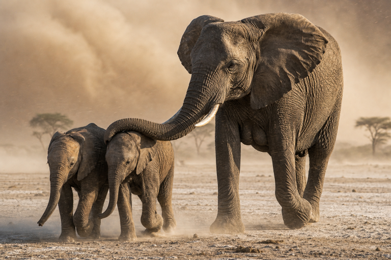 GPT Image 2: Elephant Dust Crossing