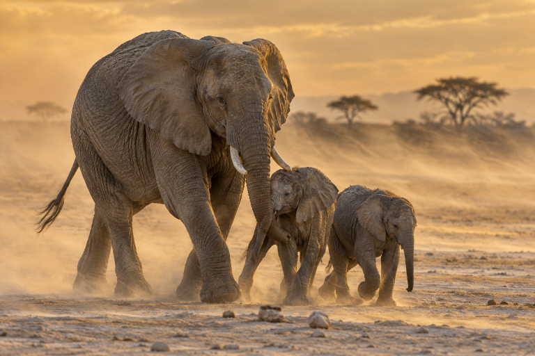 GPT Image 2.5 Flare: Elephant Dust Crossing