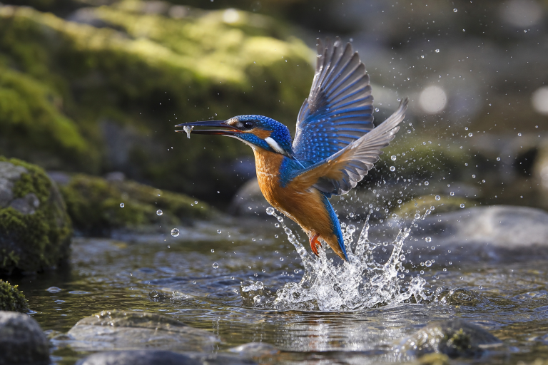 GPT Image 2: Kingfisher River Dive