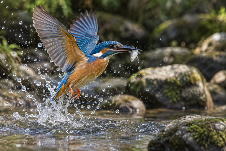 GPT Image 2.5 Sunburst: Kingfisher River Dive