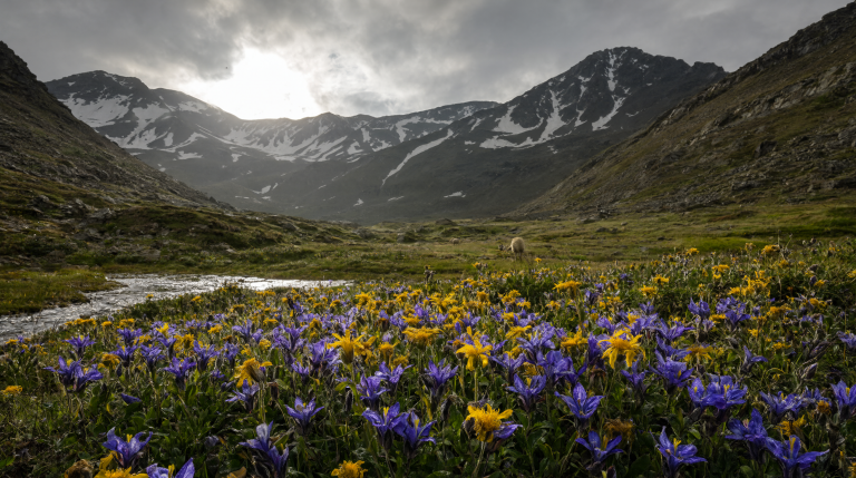 Qwen Image 2.1: Alpine Wildflower Valley
